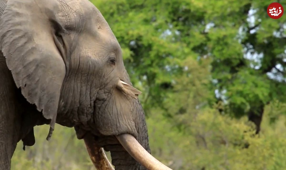 (ویدئو) بلای هولناکی که پس از جدال بر سر فیل نر آمد!