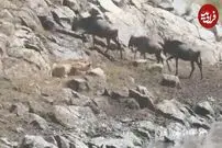 (ویدئو) کل یالدار حواس پرت به یک قدمی شیر رسید و شکار شد!