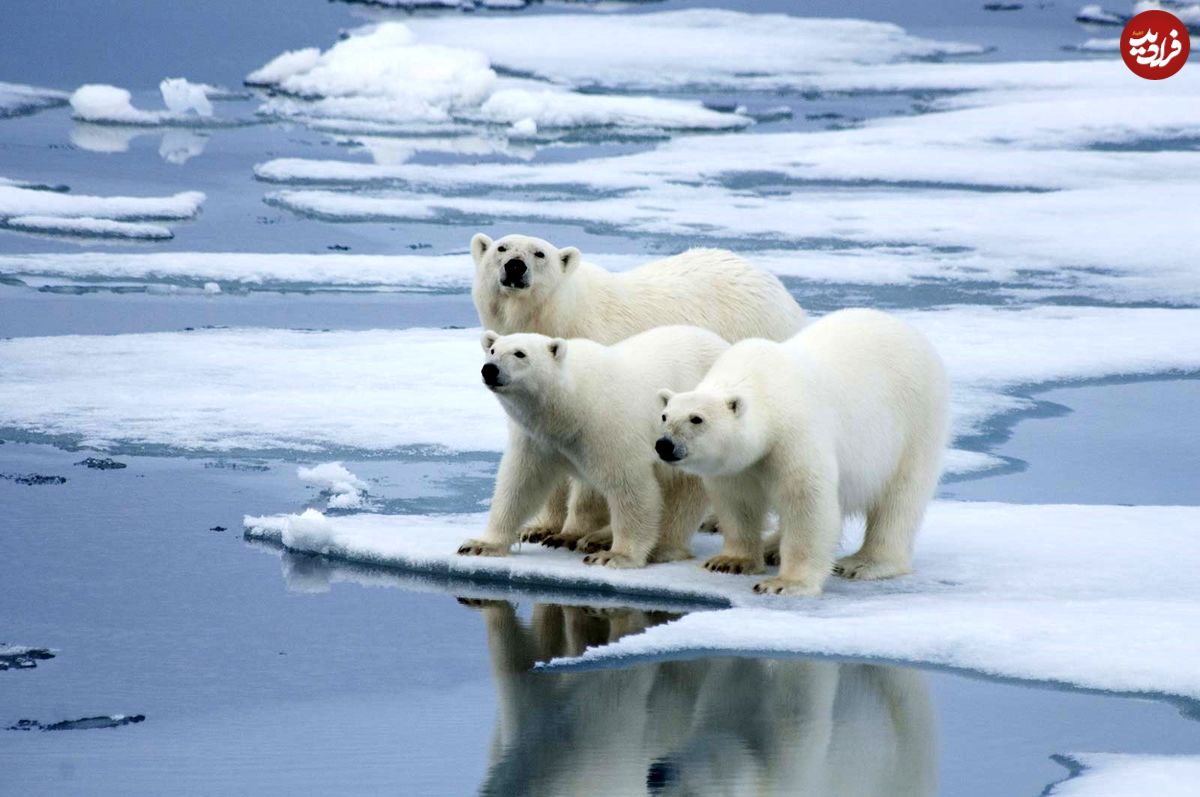 خرس قطبی؛ بزرگ‌ترین گوشتخوار روی زمین