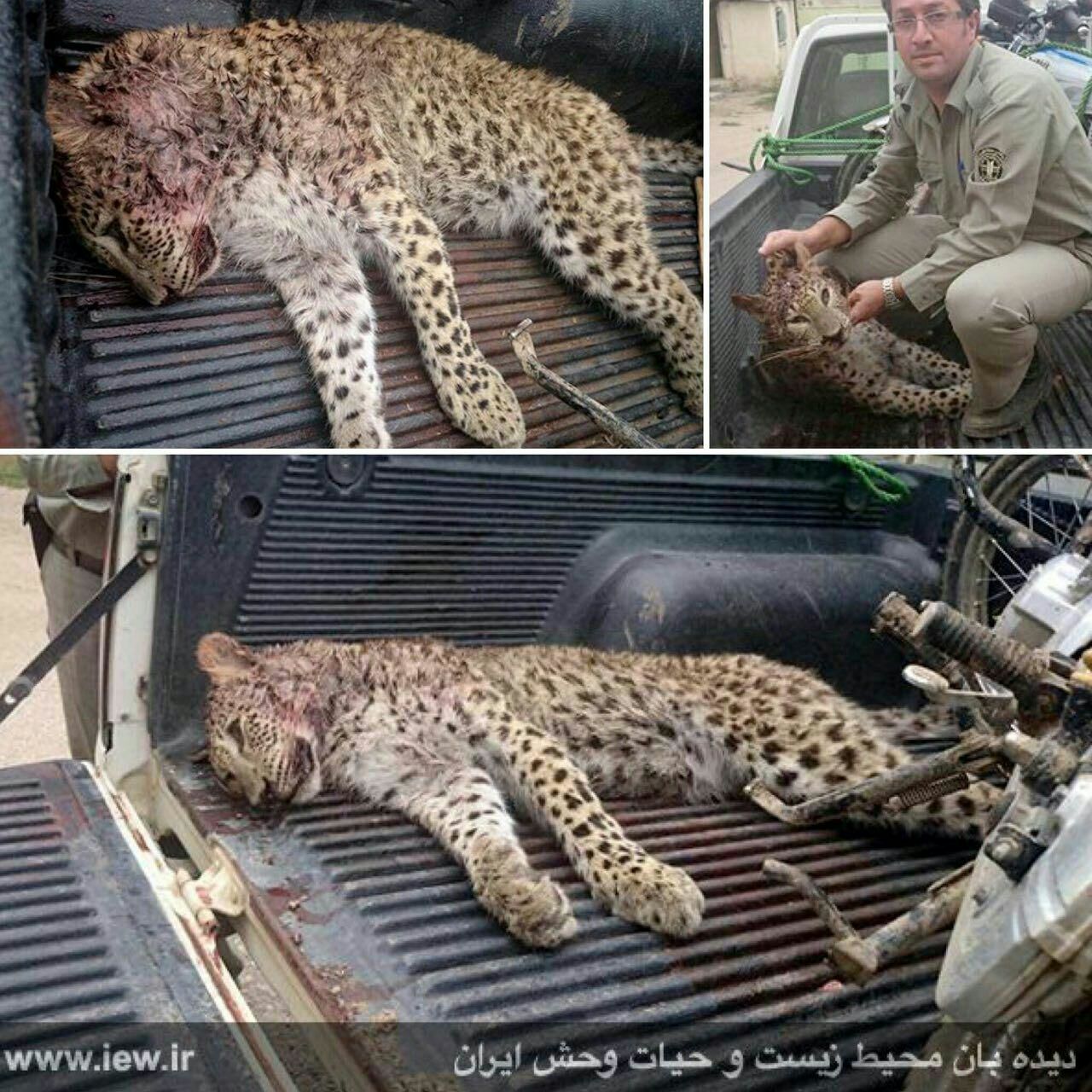عکس/ شکارچیان یک توله پلنگ را در مازندران کشتند