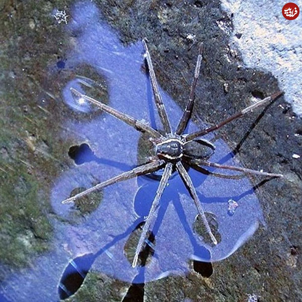عکس/ کشف عنکبوتی که سه برابر جثه‌اش ماهی و قورباغه شکار می‌کند!