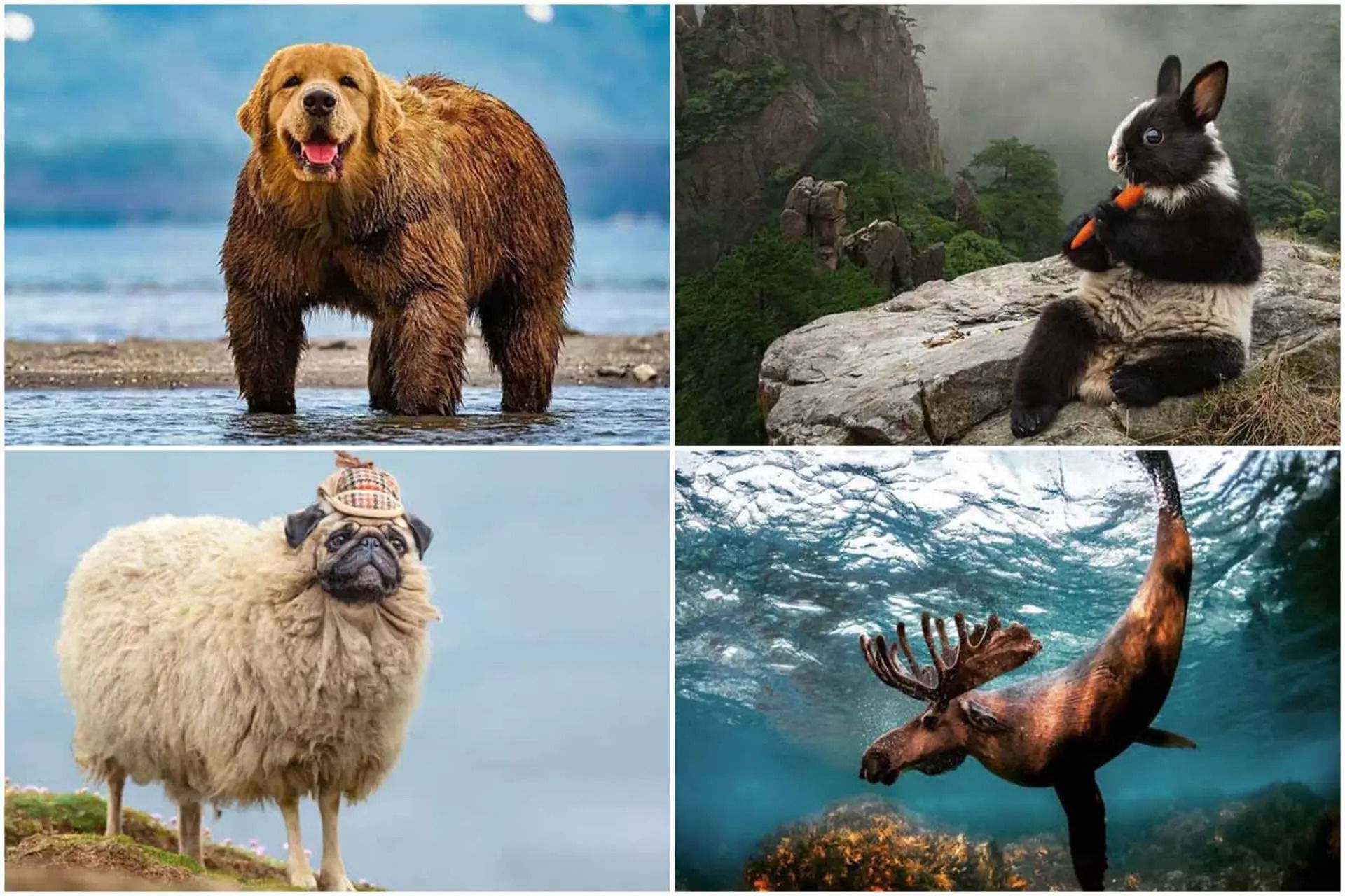 از پلنگ پرنده تا جوجه‌گاو؛ خنده‌دارترین تصاویر از ترکیب حیوانات
