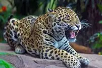 (ویدئو) مهارت تماشایی یک جگوار در شکار آناکوندا