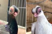 ببینید| کبوتر صورت کوتاه بوداست؛ کبوتری متفاوت شبیه موجودات فضایی