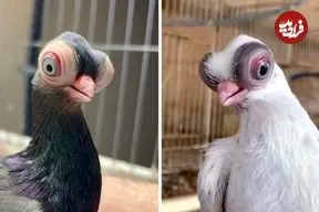 ببینید| کبوتر صورت کوتاه بوداست؛ کبوتری متفاوت شبیه موجودات فضایی