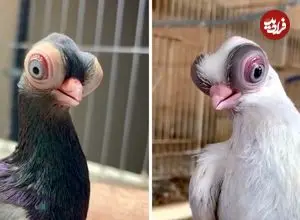 ببینید| کبوتر صورت کوتاه بوداست؛ کبوتری متفاوت شبیه موجودات فضایی