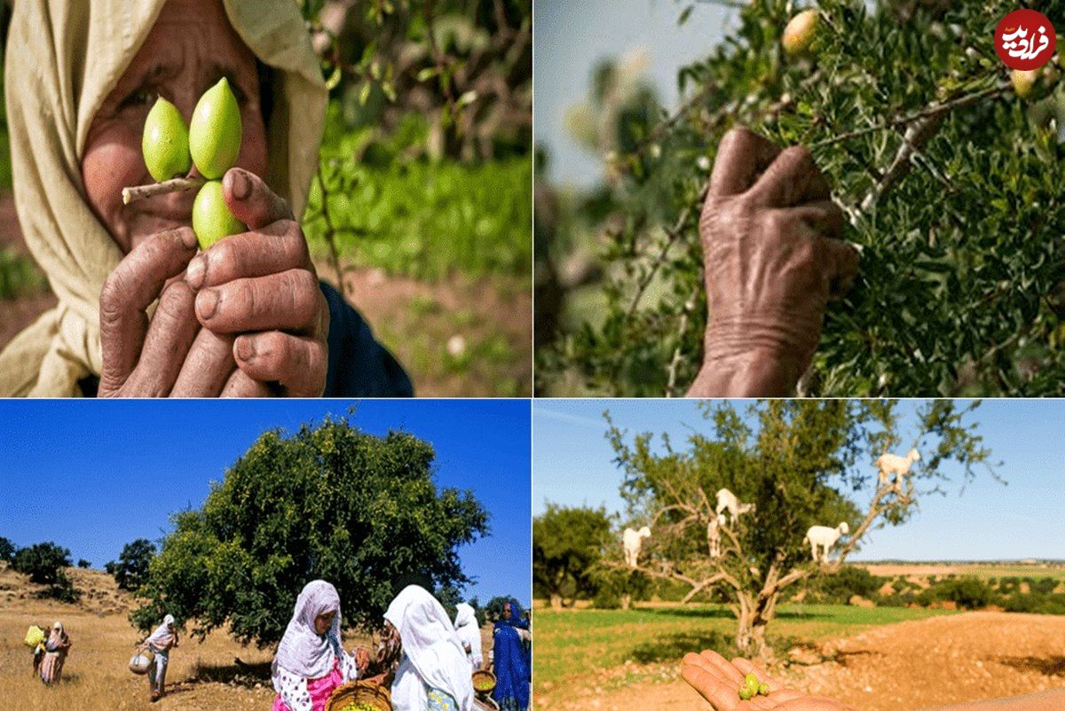 عکس؛ 10 می؛ روز جهانی درخت آرگان