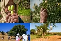 عکس؛ 10 می؛ روز جهانی درخت آرگان 