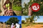 عکس؛ 10 می؛ روز جهانی درخت آرگان 
