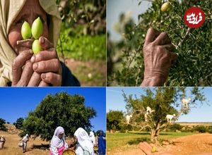 عکس؛ 10 می؛ روز جهانی درخت آرگان 