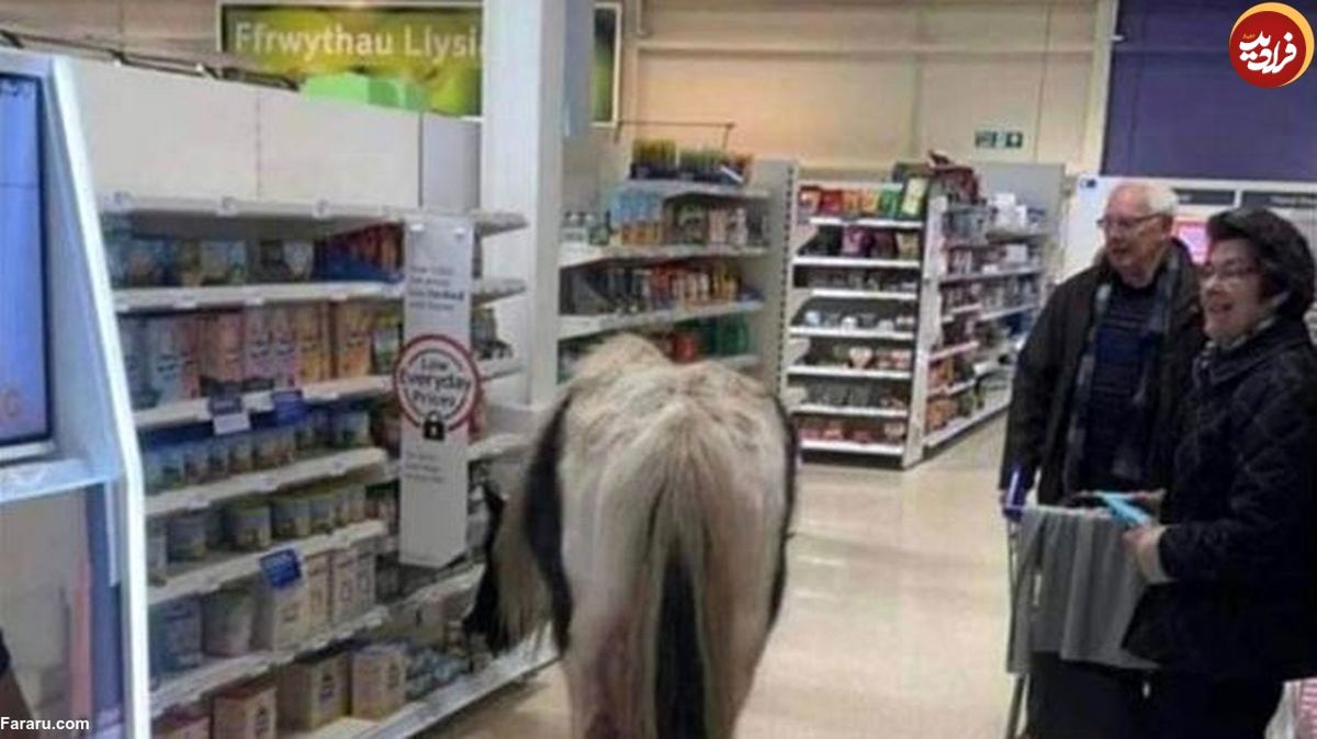 (ویدئو) اسب سرگردان در فروشگاه زنجیره‌ای!
