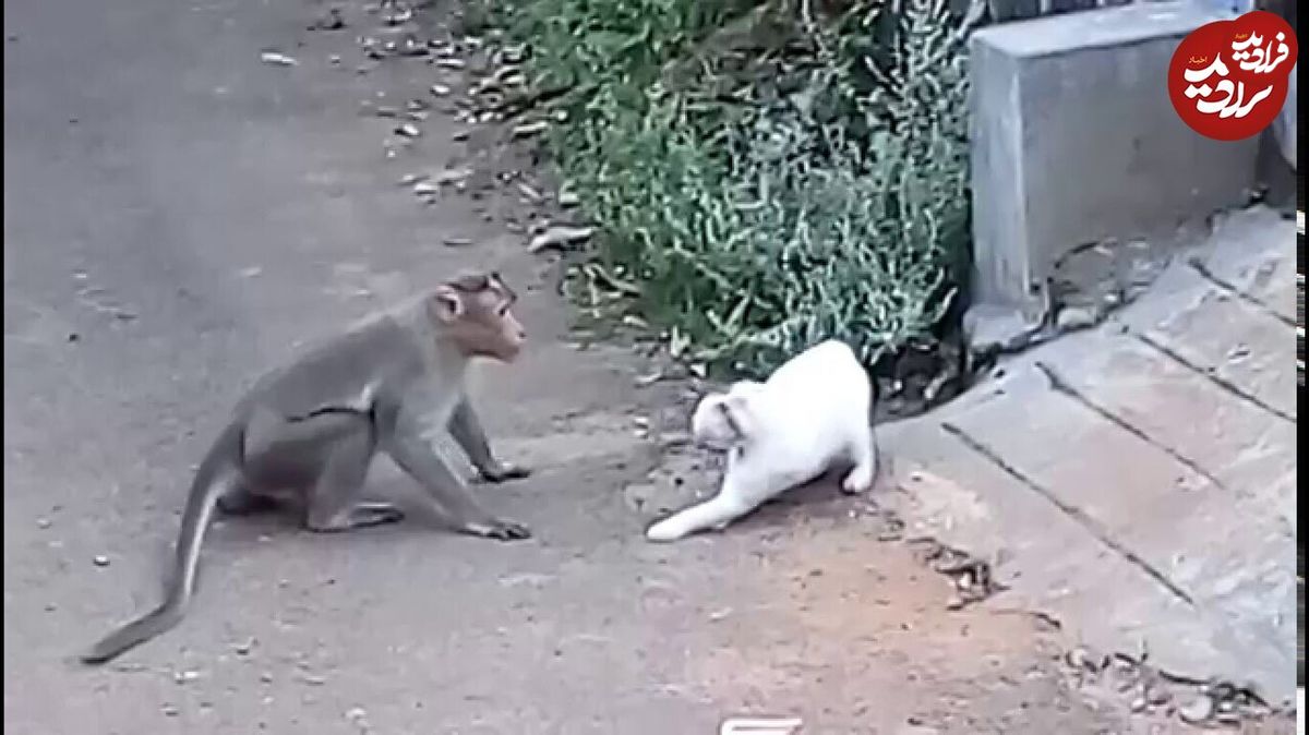 (ویدئو) وقتی رفاقت گربه و میمون به هم می‌خورد!