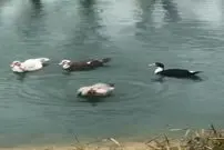 (ویدئو) خروسی که فکر می‌کند مرغابی است!