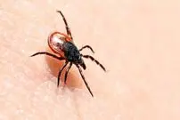 گزش کنه می‌تواند موجب بروز آلرژی به گوشت شود
