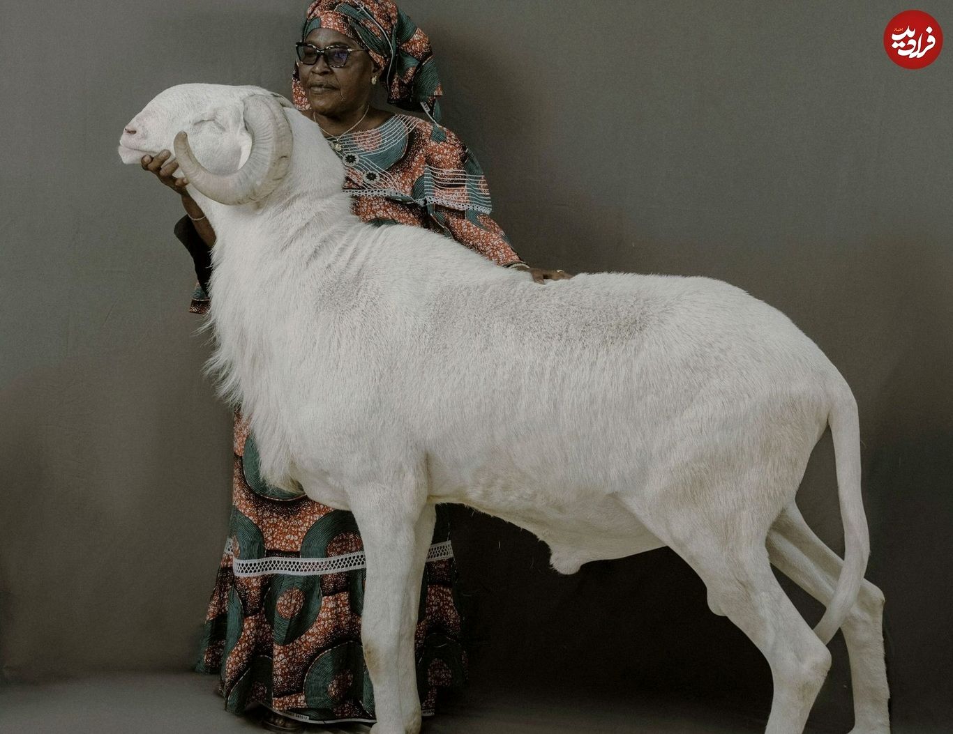 گوسفند‌های شگفت‌انگیز ۳ میلیارد تومانی در سنگال! (تصاویر)