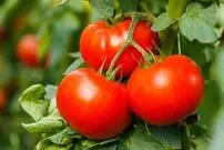پاسخ به پرسشی دیرینه؛ گوجه‌فرنگی میوه است یا سبزی؟