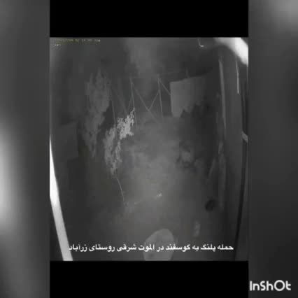حمله پلنگ به منزل یکی از روستاییان قزوین! +فیلم