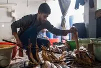 (تصاویر) دودی کردن ماهی به روش سنتی