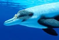 تصاویر؛ نوک‌نهنگ لایارد یا دندان‌بلند؛ نهنگی با دندان‌هایی شبیه عاج فیل، قد ۶ متری و وزن ۱۰۰۰ کیلویی که زندگی مخفی دارد و کمتر دیده می‌شود