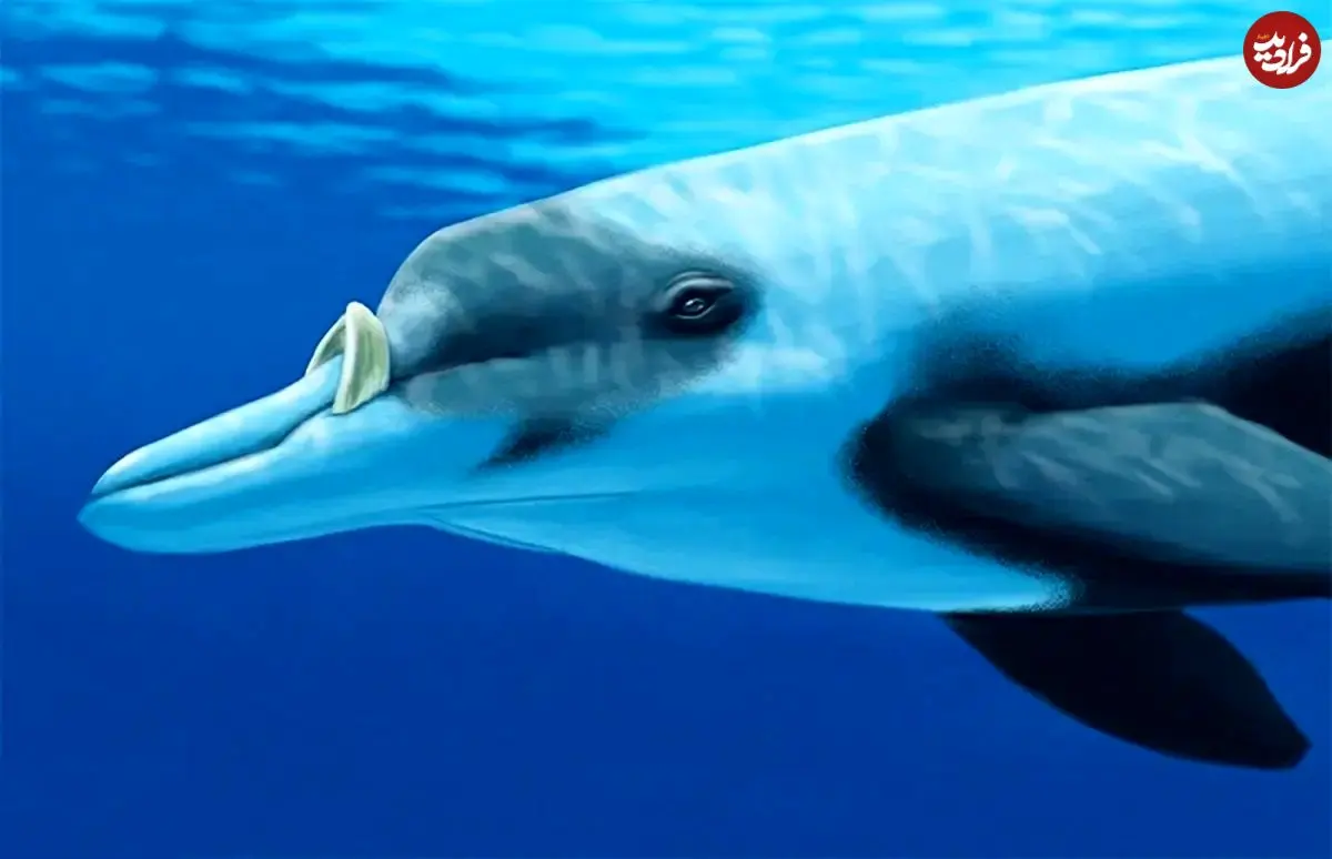 تصاویر؛ نوک‌نهنگ لایارد یا دندان‌بلند؛ نهنگی با دندان‌هایی شبیه عاج فیل، قد ۶ متری و وزن ۱۰۰۰ کیلویی که زندگی مخفی دارد و کمتر دیده می‌شود