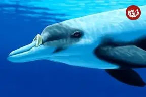 تصاویر؛ نوک‌نهنگ لایارد یا دندان‌بلند؛ نهنگی با دندان‌هایی شبیه عاج فیل، قد ۶ متری و وزن ۱۰۰۰ کیلویی که زندگی مخفی دارد و کمتر دیده می‌شود