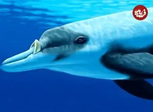 تصاویر؛ نوک‌نهنگ لایارد یا دندان‌بلند؛ نهنگی با دندان‌هایی شبیه عاج فیل، قد ۶ متری و وزن ۱۰۰۰ کیلویی که زندگی مخفی دارد و کمتر دیده می‌شود