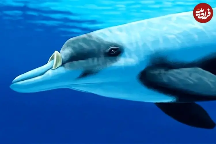 تصاویر؛ نوک‌نهنگ لایارد یا دندان‌بلند؛ نهنگی با دندان‌هایی شبیه عاج فیل، قد ۶ متری و وزن ۱۰۰۰ کیلویی که زندگی مخفی دارد و کمتر دیده می‌شود
