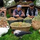 ببینید| غذای روستایی در آذربایجان؛ برداشت بادام و پخت شیرینی و نان با آن