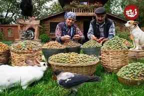 ببینید| غذای روستایی در آذربایجان؛ برداشت بادام و پخت شیرینی و نان با آن