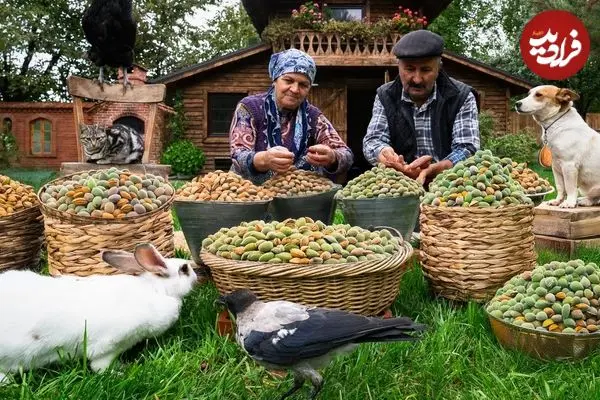 ببینید| غذای روستایی در آذربایجان؛ برداشت بادام و پخت شیرینی و نان با آن