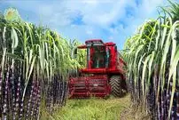 ببینید| چگونه کشاورزان هندی صدها تن نیشکر را برداشت می کنند؟