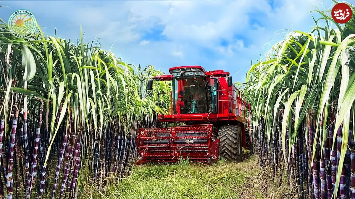 ببینید| چگونه کشاورزان هندی صدها تن نیشکر را برداشت می کنند؟