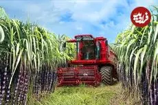 ببینید| چگونه کشاورزان هندی صدها تن نیشکر را برداشت می کنند؟