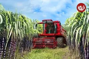 ببینید| چگونه کشاورزان هندی صدها تن نیشکر را برداشت می کنند؟