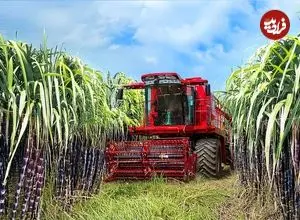 ببینید| چگونه کشاورزان هندی صدها تن نیشکر را برداشت می کنند؟