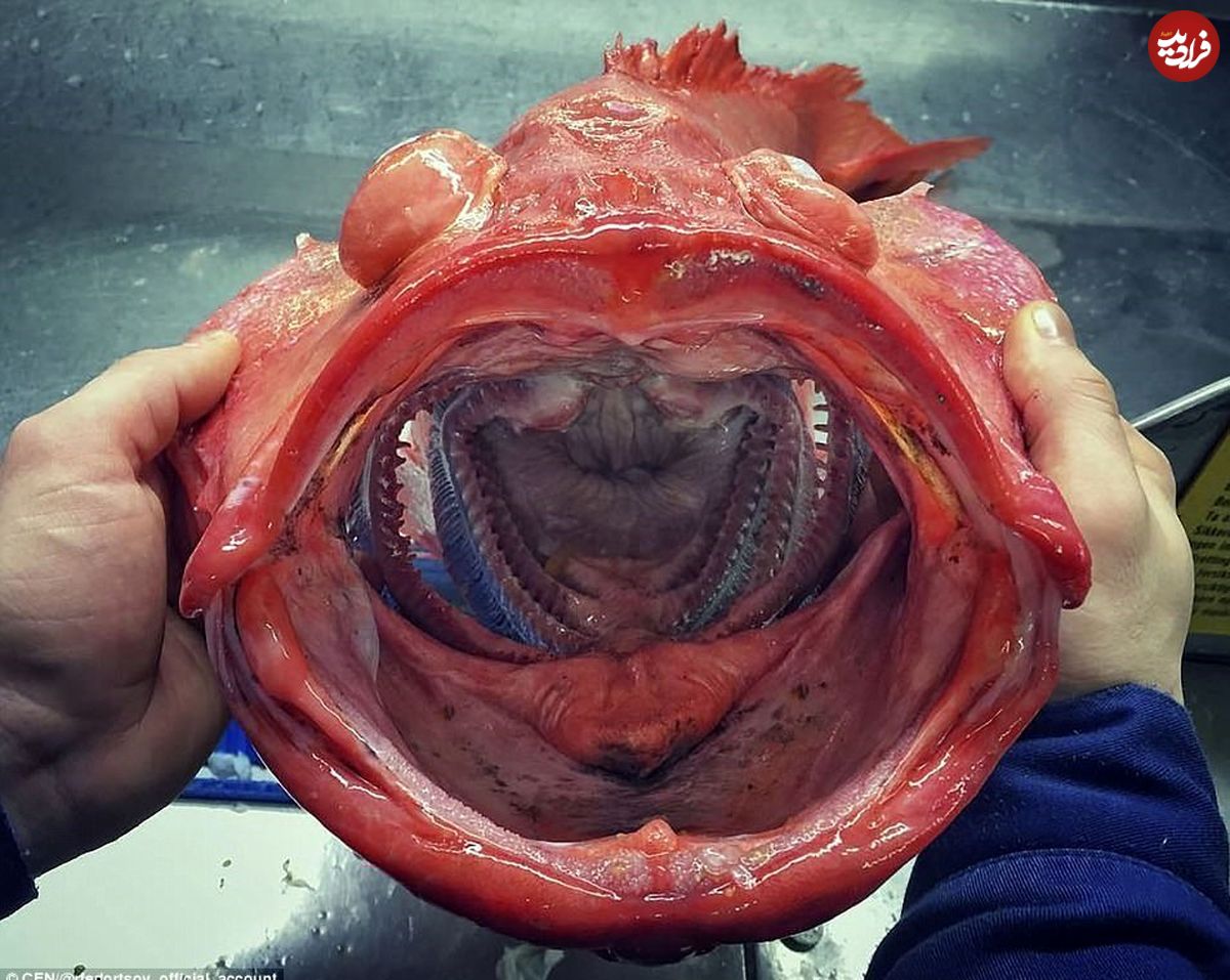 تصاویر/ زشت‌ترین ماهی‌های جهان