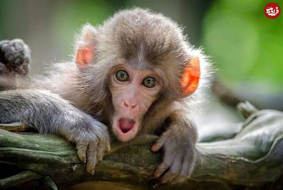 دانشمندان: میمون‌ها قادر به مشورت و تصمیم‌گیری‌اند