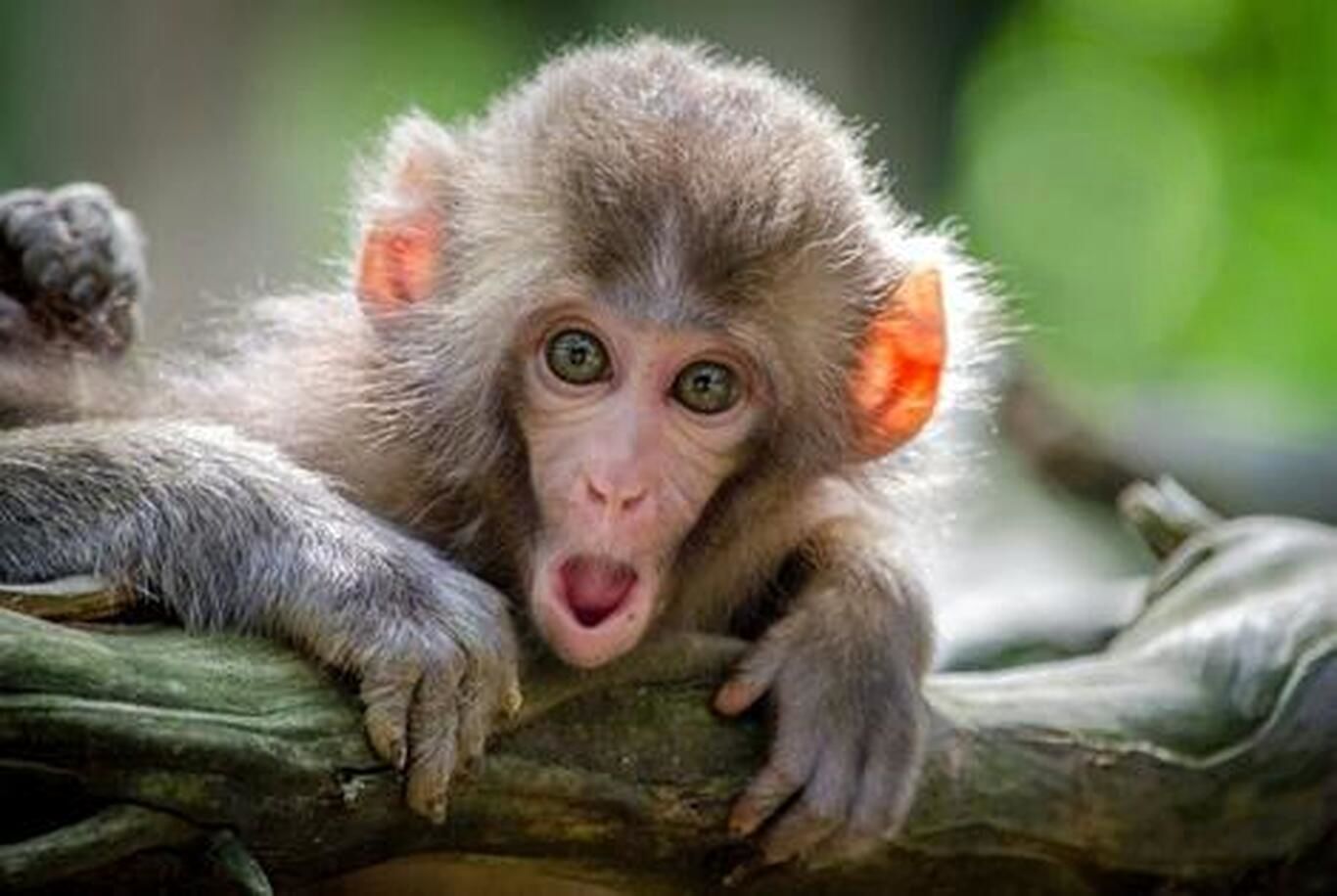 دانشمندان: میمون‌ها قادر به مشورت و تصمیم‌گیری‌اند