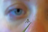 پشه‌ها چگونه طعمه خود را انتخاب می‌کنند؟
