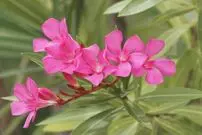 ۷ زیبای کُشنده! گیاهانی که مهلک‌ترین سم‌ها را دارند