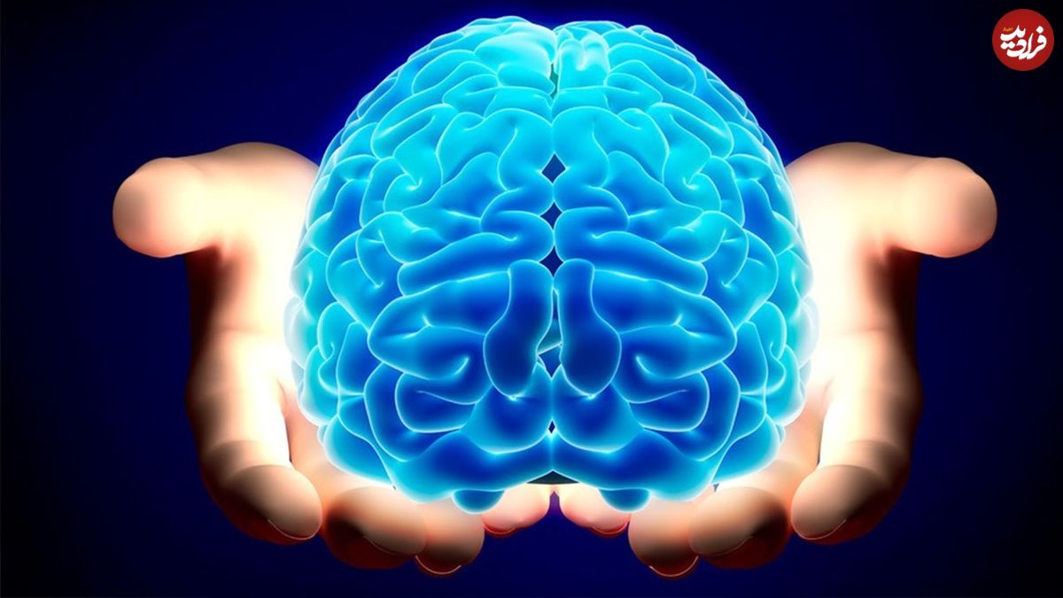 مغز فرد باهوش چه فرقی با بقیه دارد؟