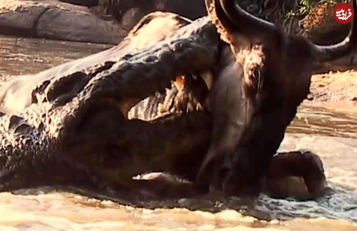 (ویدئو) تمساح غول پیکر در حرکتی برق آسا کل یالدار را شکار کرد!