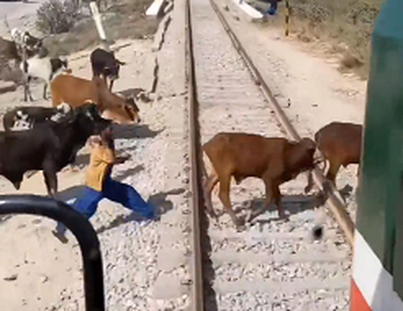 (ویدئو) چالاکی دیدنی چوپان در نجات جان گاو از مقابل قطار!