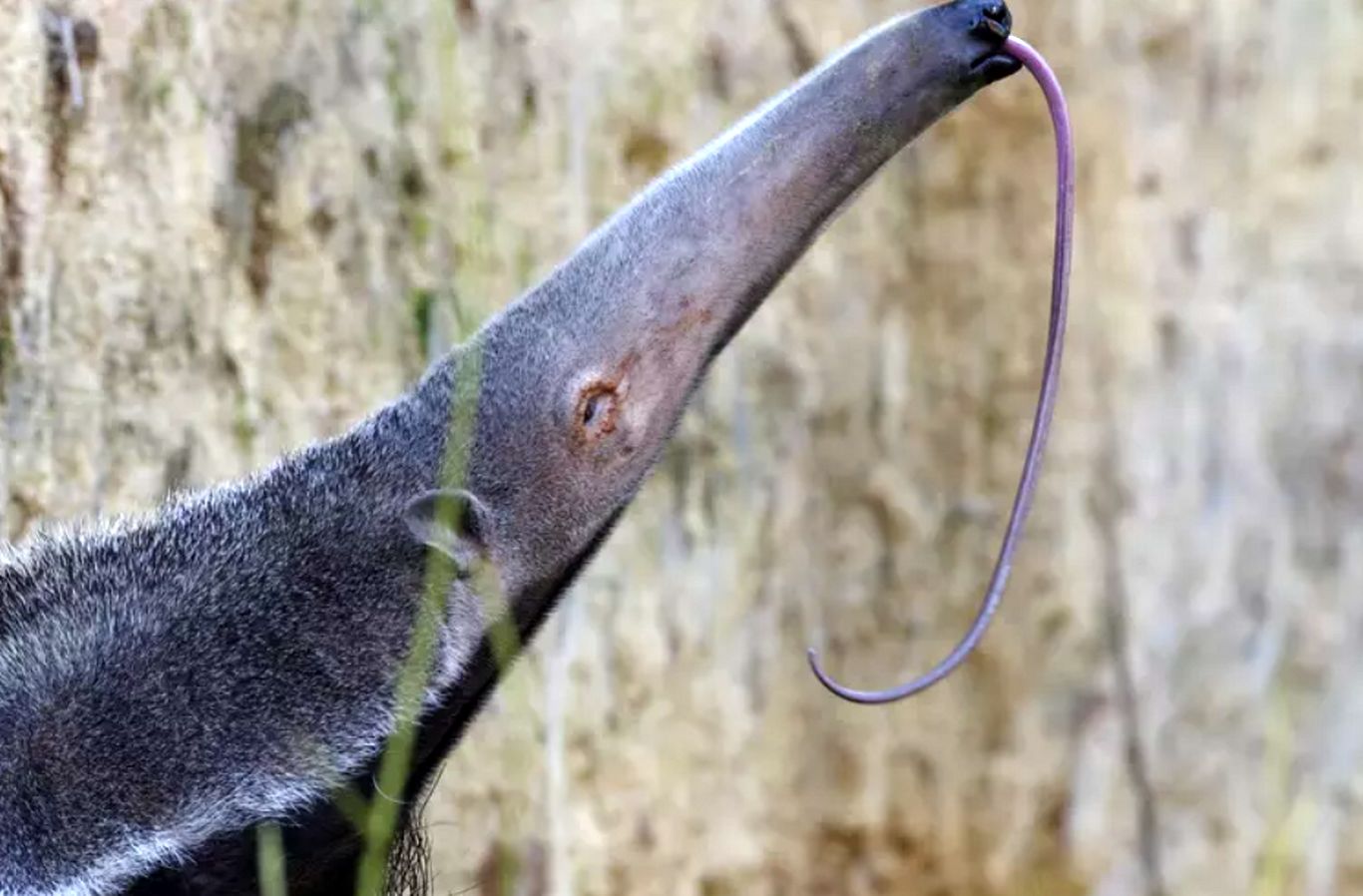 (ویدئو) تصاویری جالب از زبان بلند مورچه خوار
