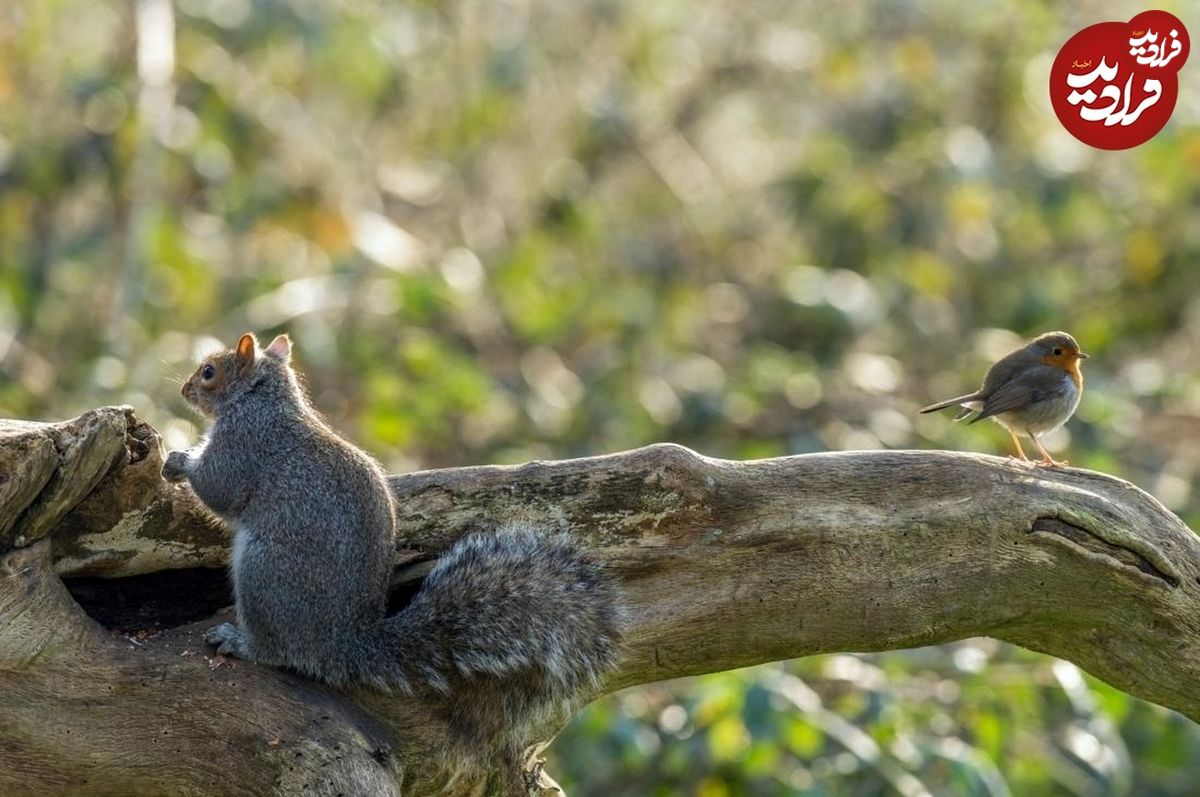 (ویدئو) سنجاب گرسنه، یک پرنده نگون بخت را تکه تکه کرد!