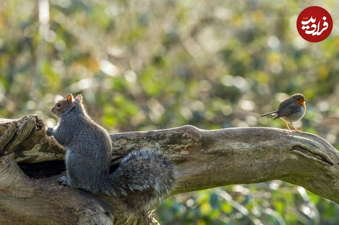 (ویدئو) سنجاب گرسنه، یک پرنده نگون بخت را تکه تکه کرد!