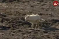 (ویدئو) خرگوش تنبل آهسته دوید و شکار راحت ۴ گرگ گرسنه شد!