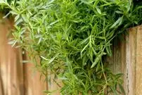 گیاه خوش‌عطری که قاتل ضعف معده است