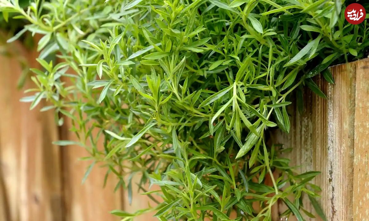 گیاه خوشعطری که قاتل ضعف معده است
