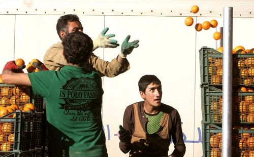 تجربه روزمره کارگران میادین میوه و تره‌بار در شهر تهران